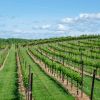 Bordeaux Fête le Vin : une célébration exceptionnelle du vin et de la culture