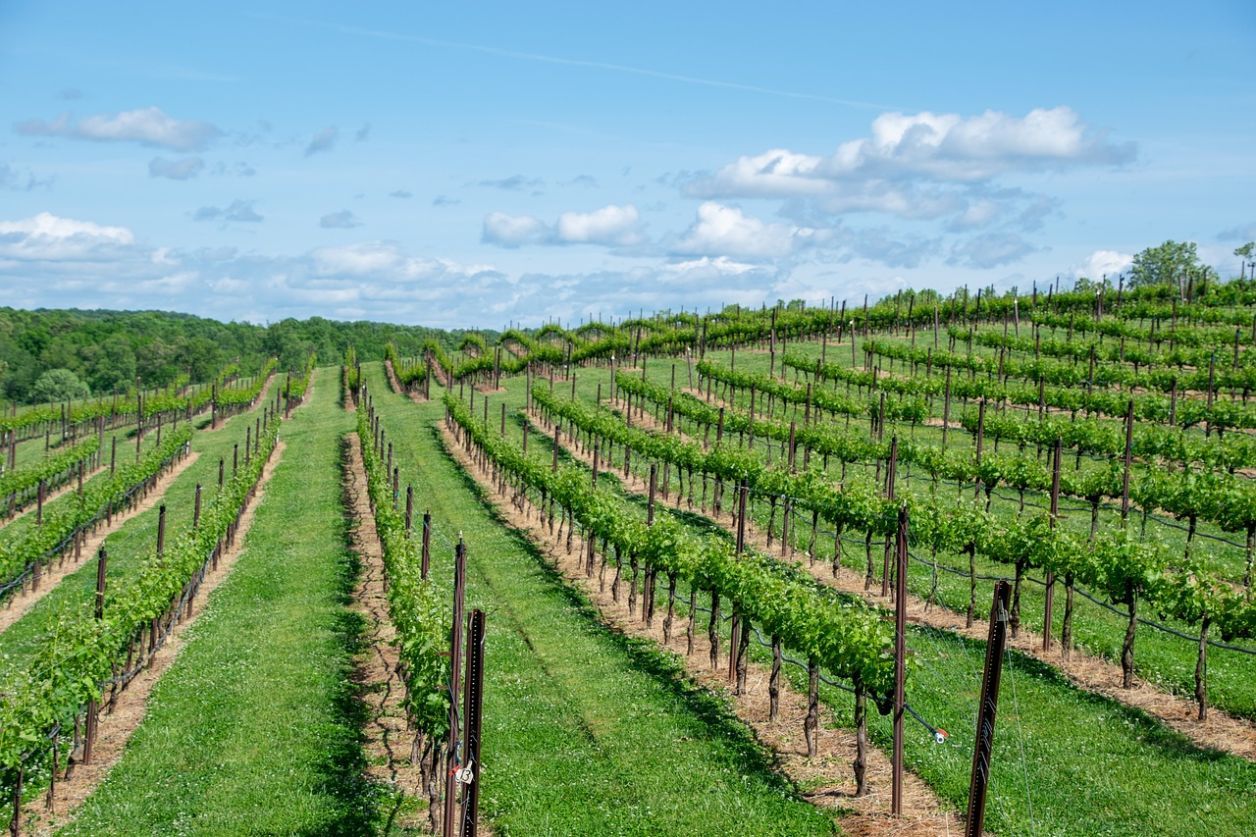 Bordeaux Fête le Vin : une célébration exceptionnelle du vin et de la culture