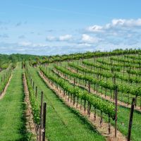 Bordeaux Fête le Vin : une célébration exceptionnelle du vin et de la culture