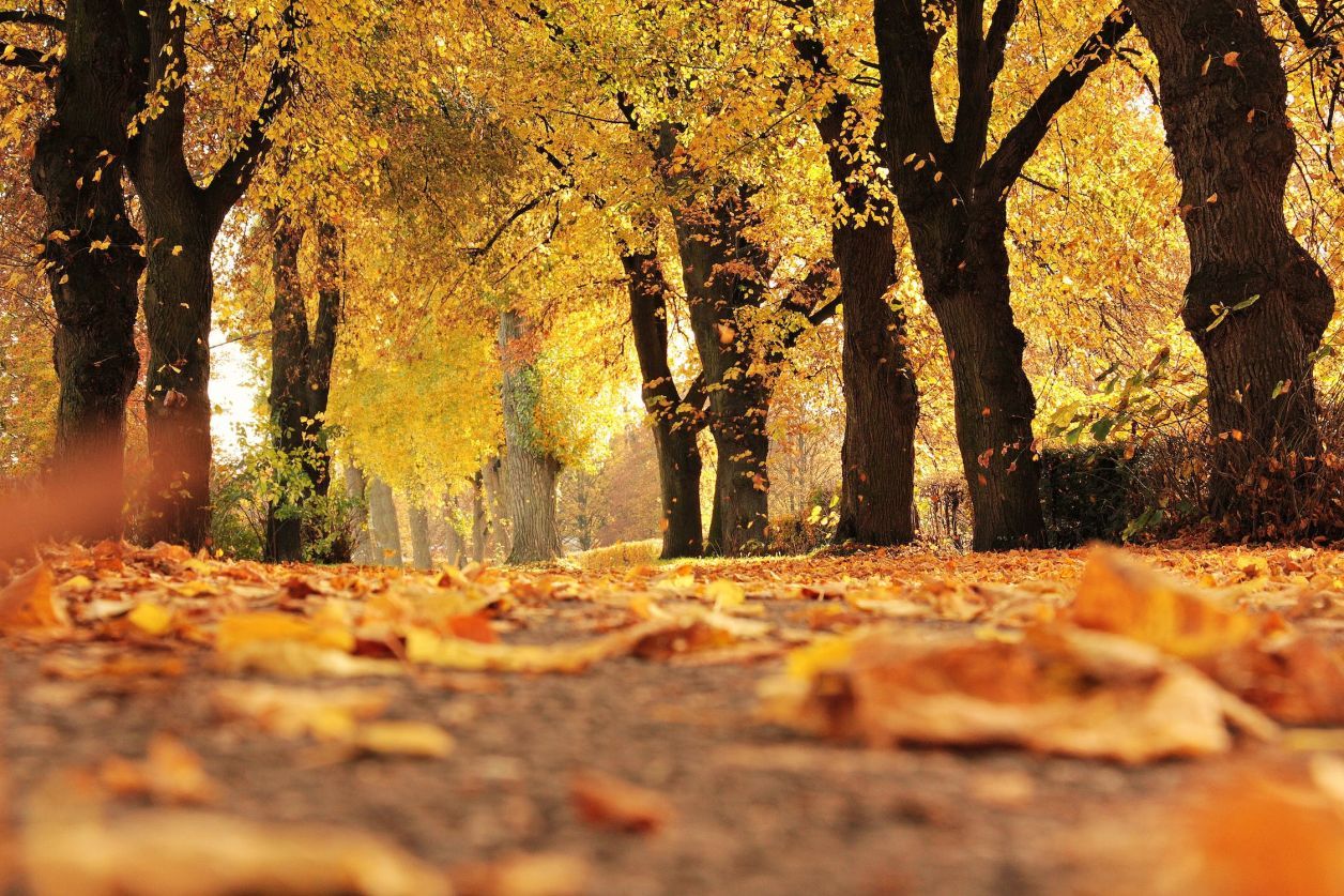 Que faire à Bordeaux en automne ?