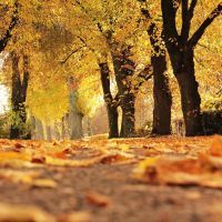 Que faire à Bordeaux en automne ?