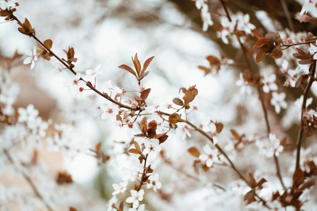 Que faire à Mérignac au printemps ?