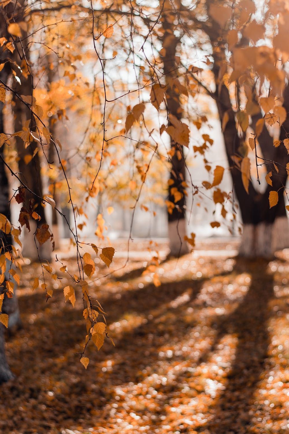 Que faire à Mérignac en automne ?