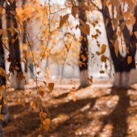 Que faire à Mérignac en automne ?