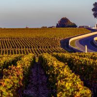 Les Vignobles de Bordeaux : Tradition et Innovation